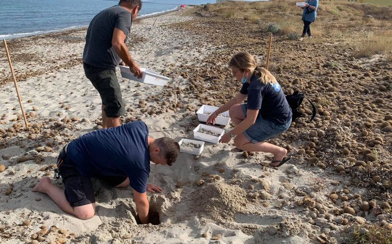 Lo spettacolo della natura ad Arborea: Caretta Caretta depone 98 uova nella notte