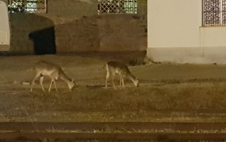 Le foto dei lettori. Mufloncini a spasso nella notte ad Arbatax