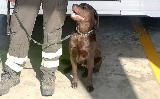 New entry al Comando dei Vigili del Fuoco di Nuoro: arriva Zara, cucciola di labrador addestrata per ricerca e soccorso