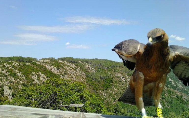 L’Aquila del Bonelli torna al posatoio per mangiare: l’incredibile scatto di Forestas