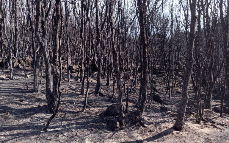Il 50% del territorio sardo è boschivo, Coldiretti: “Pascolo e terrenti agricoli a tutela incendi”