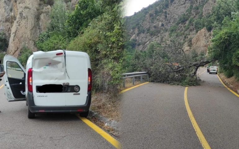 (FOTO) Gairo, paura sulla Strada Statale198: albero cade e travolge un furgoncino