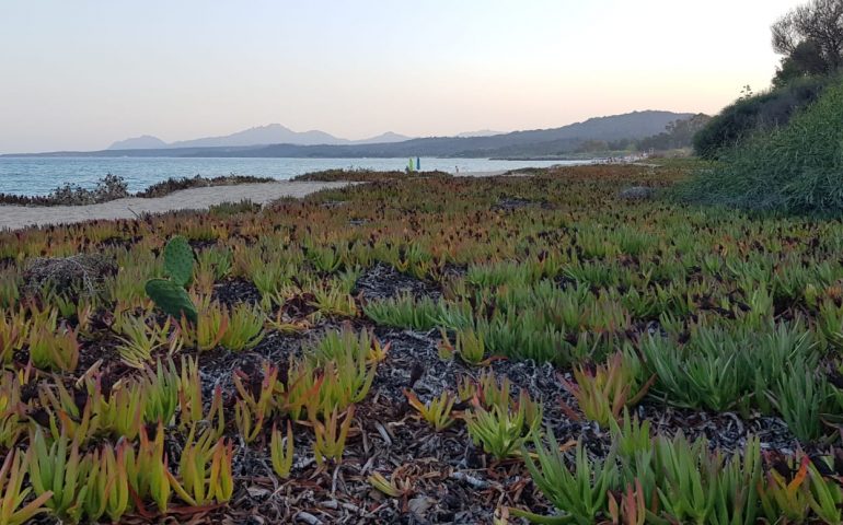 La foto dei lettori. Tra profumi e colori nella spiaggia di Basaura (Tortolì)