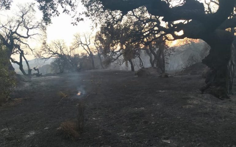 Incendi in Sardegna, l’Isola in ginocchio: in fumo migliaia di ettari. Prosegue l’allerta rossa