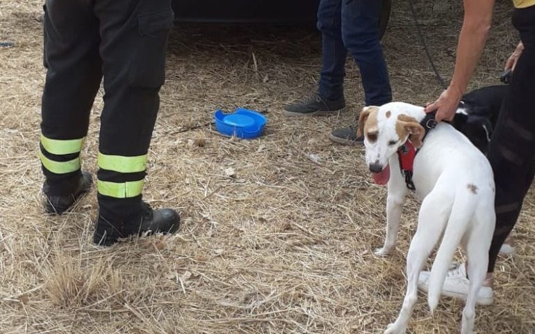 Due cani bloccati in macchina. Macomer, singolare intervento dei Vigili del Fuoco