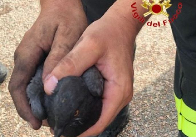 Bari Sardo, piccione rimane incastrato in una canna fumaria: i Vigili del Fuoco lo salvano