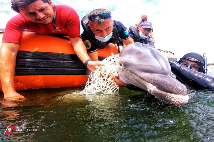 Sardegna, intrappolato nella rete, cucciolo di delfino salvato dalla Guardia Costiera