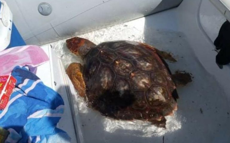 Bari Sardo, tartaruga marina impigliata in una rete: salvata da alcuni bagnati su un gommone