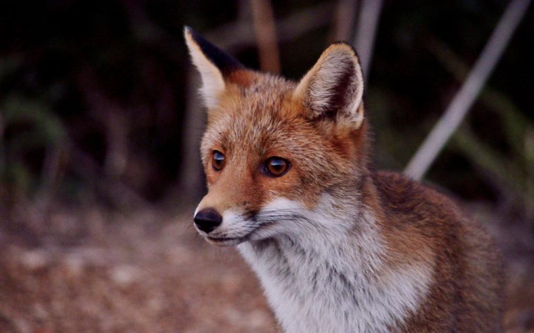 Lo sapevate? Esiste una sottospecie di volpe chiamata “Ichnusae”, endemica della Sardegna