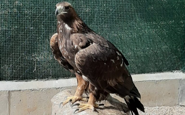 Aquila reale curata dai veterinari di Forestas e liberata a Fonni