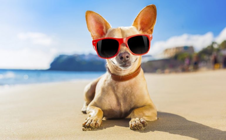 Sardegna, vigilesse in costume multano famiglia per cane in spiaggia. Aidaa: “Sanzione assurda”