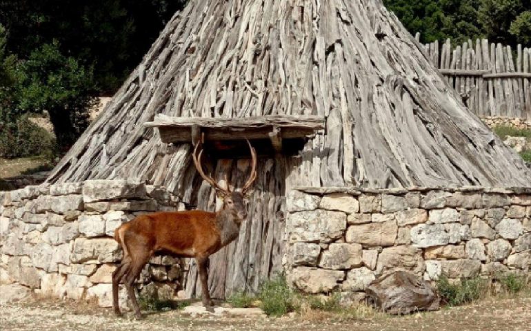 (FOTO) Ogliastra, uno splendido cervo in posa a Urzulei. Forestas: “Sembra un attore, ma è tutto vero”