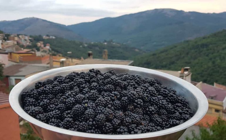 La foto dei lettori. Ogliastra, la mora selvatica: frutto gustoso e vero elisir di benessere