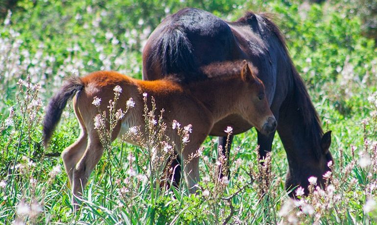 Lo sapevate? I cavallini della Giara discendono dai cavalli selvatici presenti in Sardegna già dal Neolitico