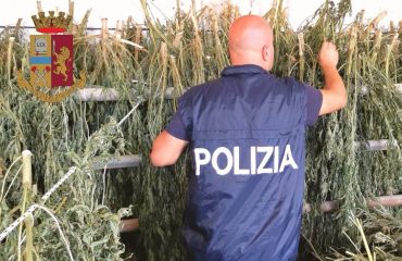 marijuana-sos-alinos (1)