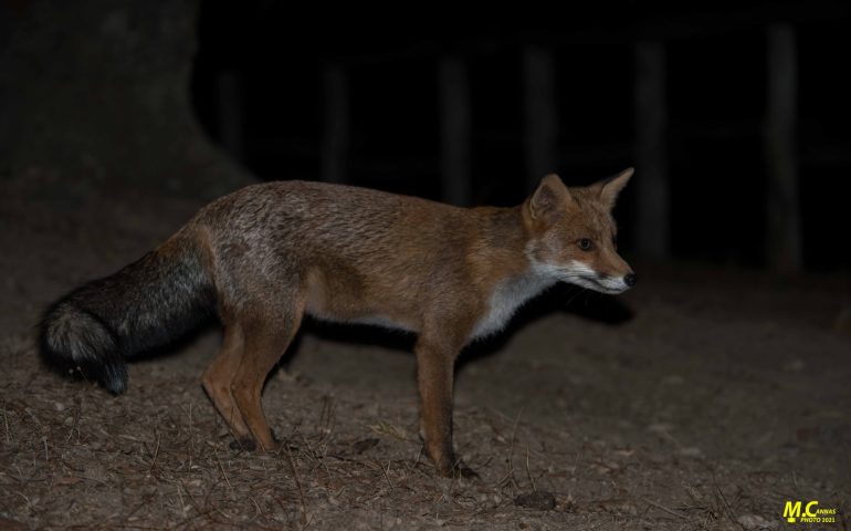 A Montarbu arriva Groghi, la volpe selvatica amica degli operai di Forestas