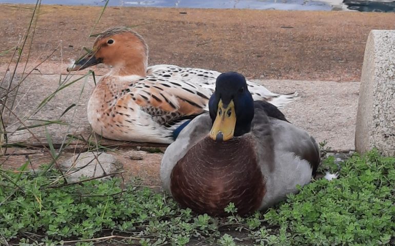 Le foto dei lettori. Ospiti (graditi) al Porto di Arbatax nello scatto di Carla Arzu