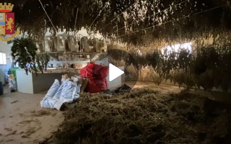(VIDEO) 2.500 kg di marijuana e 500 piante sequestrate in Sardegna: arrestato un 40enne