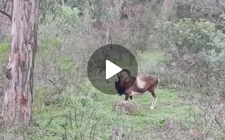 (VIDEO) Ogliastra, un incontro inaspettato: un maestoso muflone in mezzo alla boscaglia