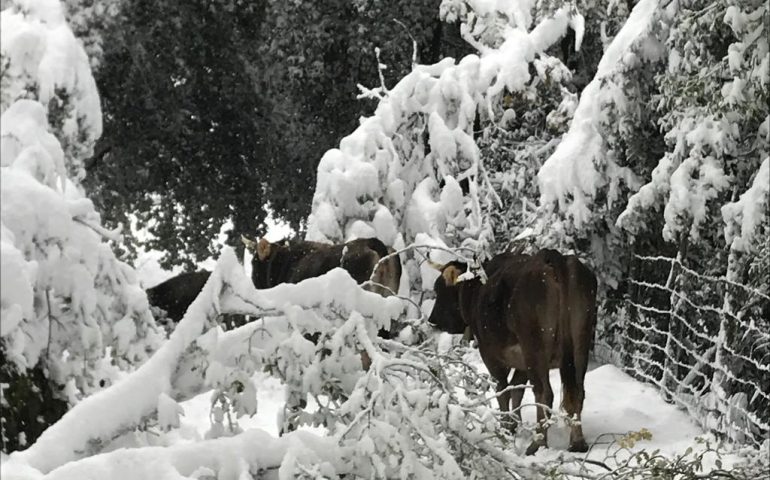Coldiretti: “La neve ha devastato il bosco e lasciato le aziende agricole senza corrente”