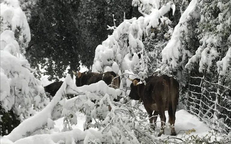 neve bosco