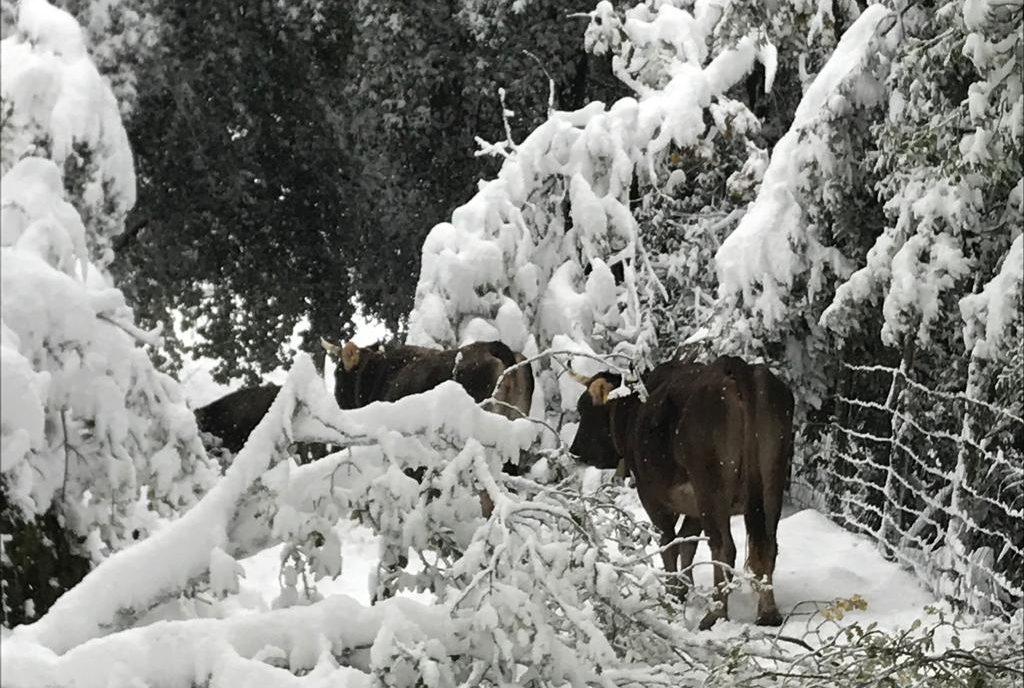 neve bosco