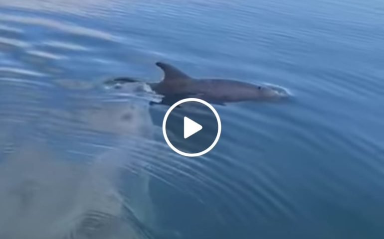 (VIDEO) Tre delfini nuotano allegramente nelle placide acque del porticciolo