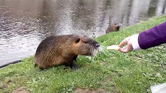 Lo sapevate? Come sono arrivate le nutrie in Sardegna?