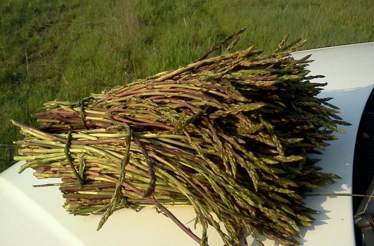 Salute e bellezza: gli asparagi selvatici. Prelibati, depurativi e antidepressivi