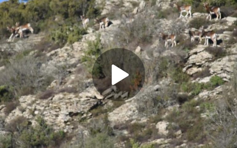 (VIDEO) Ogliastra, un branco di mufloni nella zona di Perda de Liana