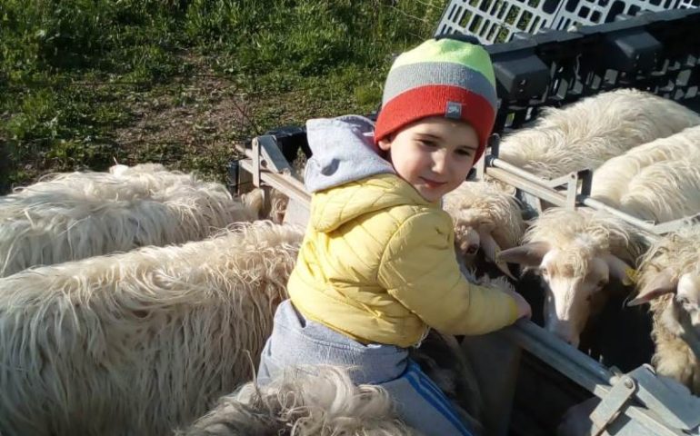 Scuola e campagna per il piccolo Giampietro, pastorello di Lula: dall’amore per le pecore una formazione per la vita