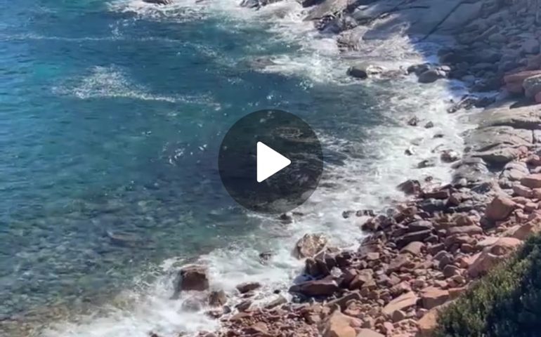 (VIDEO) Arbatax, due eleganti femmine di muflone in riva al mare a Cala Moresca