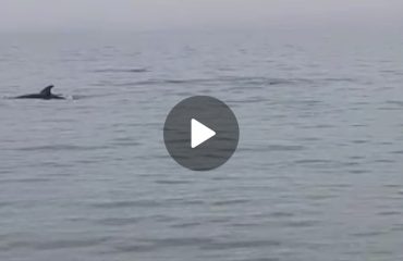 delfini-capannina-arbatax