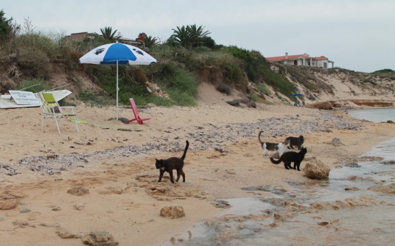 (FOTO) Lo sapevate? Il paradiso dei gatti è in Sardegna: l’Oasi felina di Su Pallosu