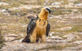 Conoscete l’avvoltoio barbuto? Un tempo volava nei cieli della Sardegna