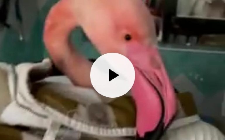 (FOTO e VIDEO) Sardegna, fenicottero in cura alla Clinica Duemari: “Il ‘signor Fenu’ non ce l’ha fatta”