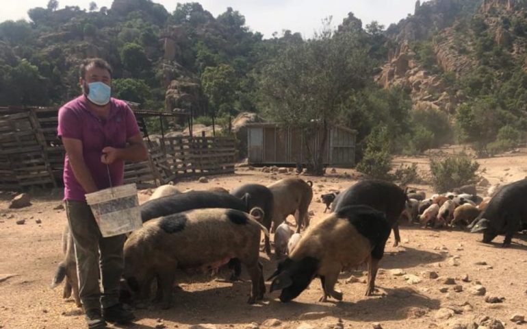 Talana, allevatore consegna i suoi 700 maiali al Comune. Arzu: «Attendo 68mila euro dalla Regione»