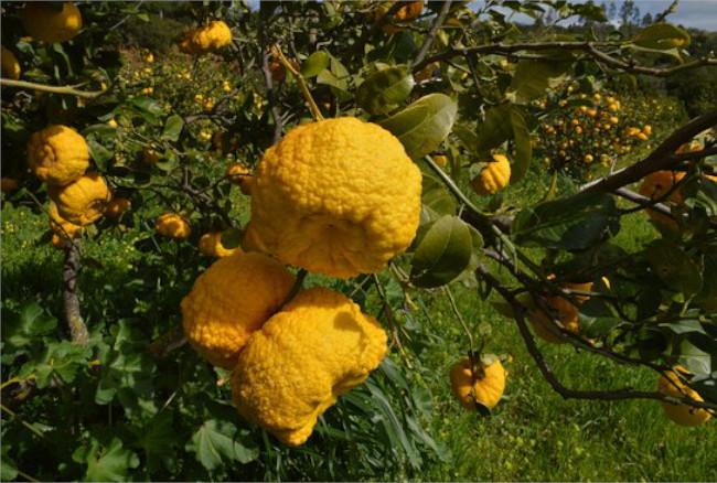 Lo sapevate? Sa pompìa è un agrume che esiste solo in Sardegna