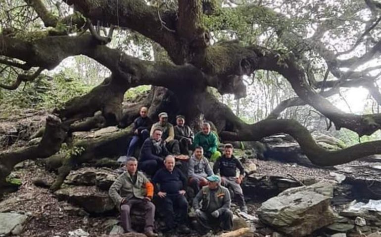 (FOTO) Ussassai, gruppo di volontari ripulisce il leccio monumentale di “Gisalada”