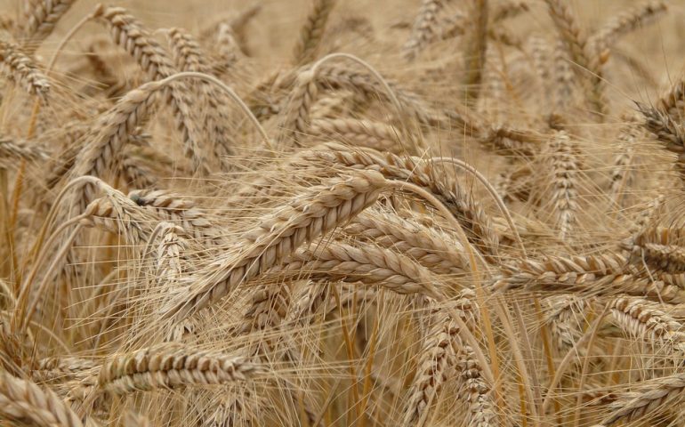 Guerra Ucraina, forte impennata dei prezzi del grano e del mais: “Aziende sarde in grave difficoltà”