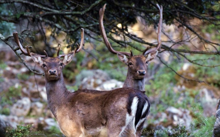 Ogliastra, l’elegante portamento dei daini negli scatti di Elisabetta Meloni