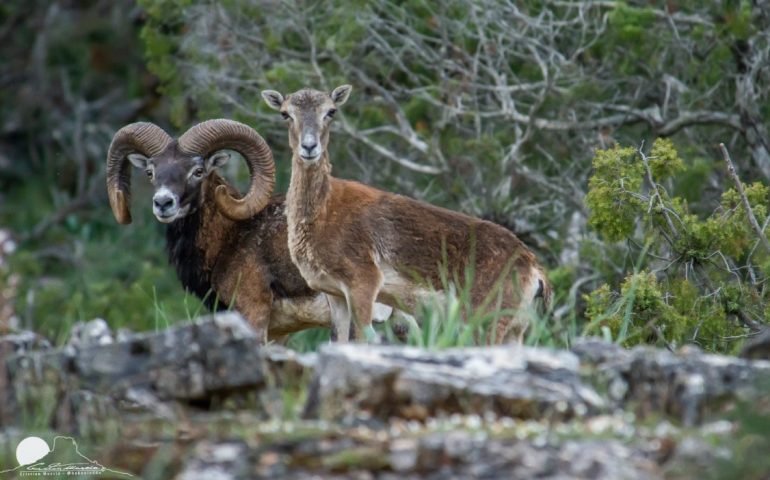 La foto dei lettori. Ogliastra, la “grande bellezza”: una coppia di mufloni in posa