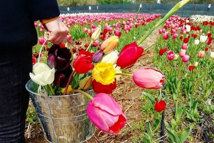 Il Giardino di Lu” il parco sardo con 200mila tulipani per la ricerca contro il tumore ovarico