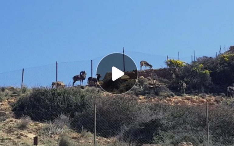 (VIDEO) Ogliastra, mufloni a “passeggio” tra gli arbusti ad Arbatax