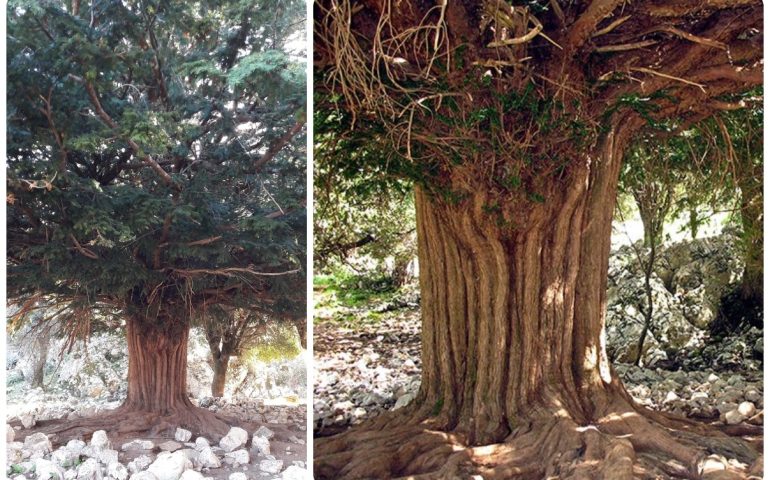 Uno dei tassi più grandi e longevi d’Italia si trova nel Supramonte ogliastrino