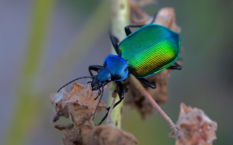 Lo sapevate? Il bellissimo coleottero sicofante è un prezioso alleato della Sardegna