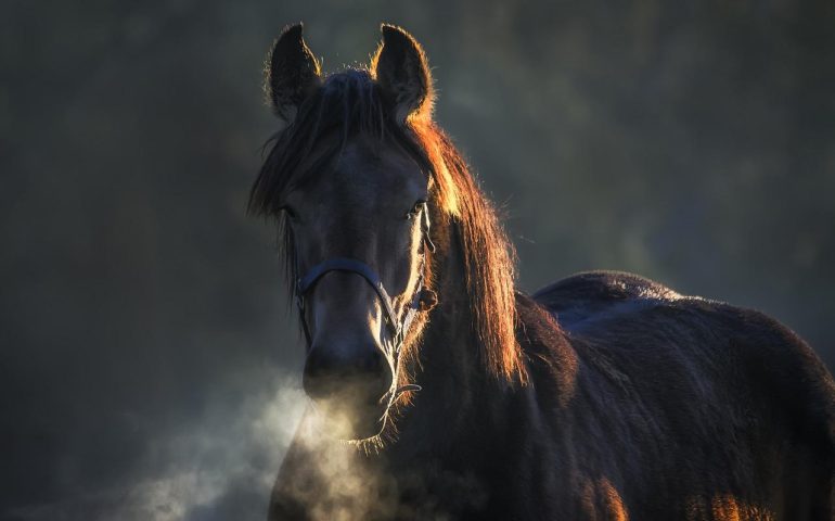 Tir si trova davanti improvvisamente tre cavalli imbizzarriti sulla 131: gli animali muoiono investiti