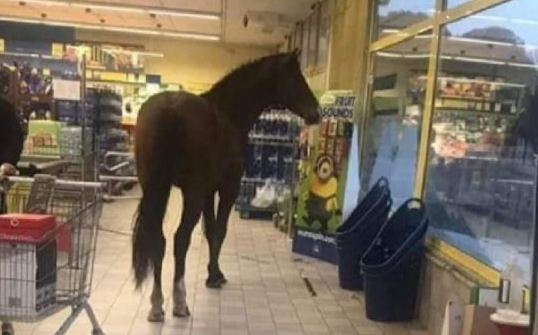 Sardegna, un cavallo si presenta a “fare la spesa” in un supermercato
