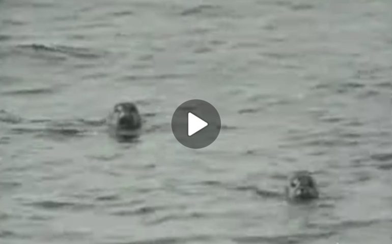 (VIDEO) Cala Gonone, 1969: quando ancora la foca monaca popolava i nostri mari