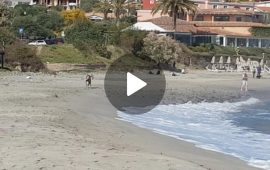 (VIDEO) Ogliastra, un maestoso muflone a passeggio sulla spiaggia di Porto Frailis (Arbatax)